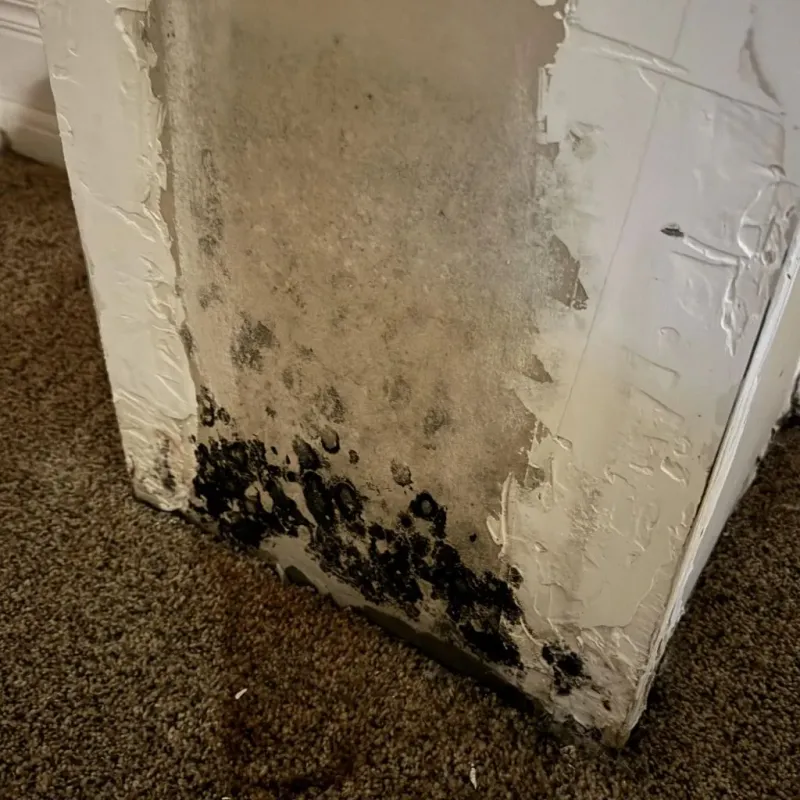 Professional Mold Removal in King George, VA